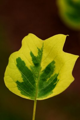 Liriodendron tulipifera 'Aureomarginatum' - liliovník tulipánokvětý - list